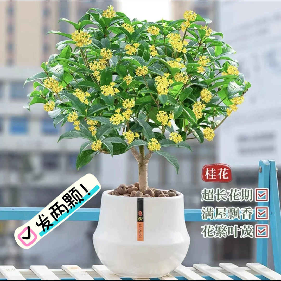 四季桂花开花带香味高度55-60公分特惠两颗装