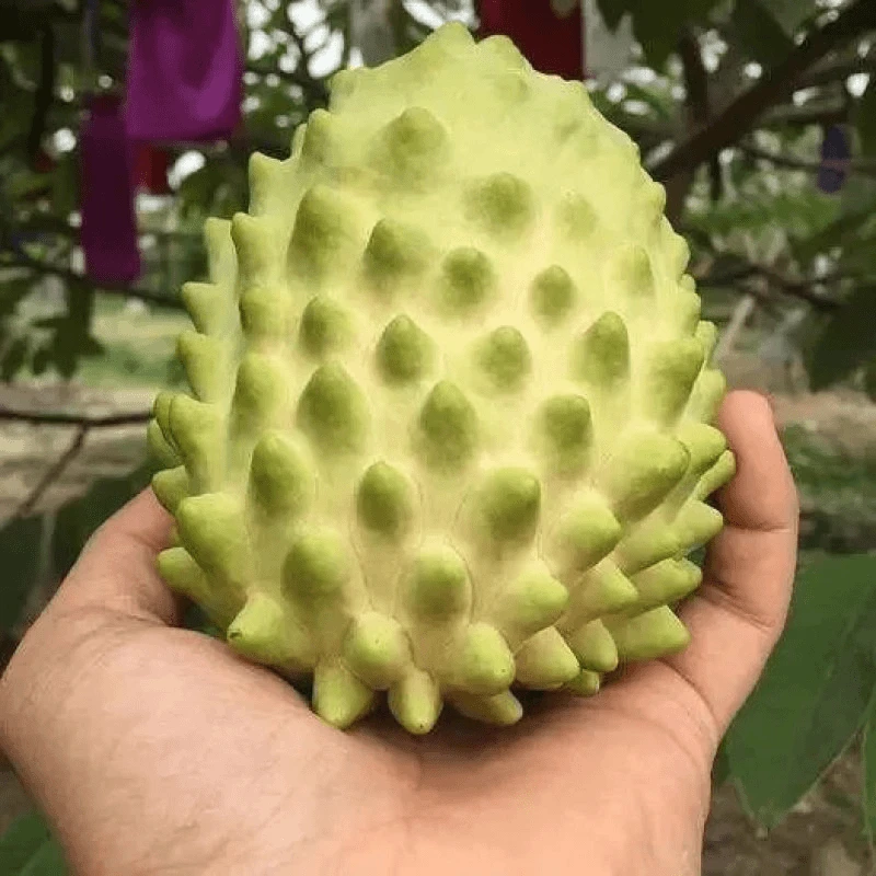 释迦果种子四季播种阳台盆栽小院种植简单水果