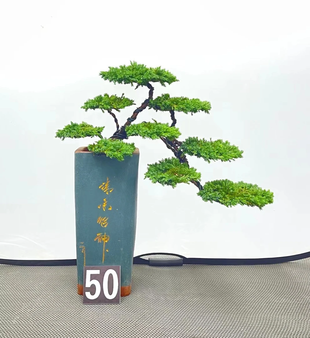 精品老桩盆景罗汉松