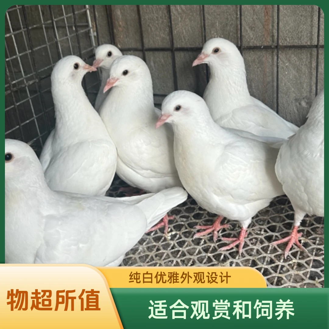 米玛斯大体肉鸽观赏鸽白羽王青年鸽