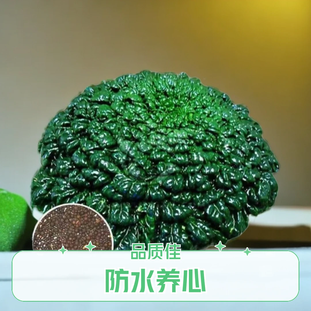 乌塌菜好吃高钙保健防水养心菊花菜易种春夏秋四季播种种植抗病
