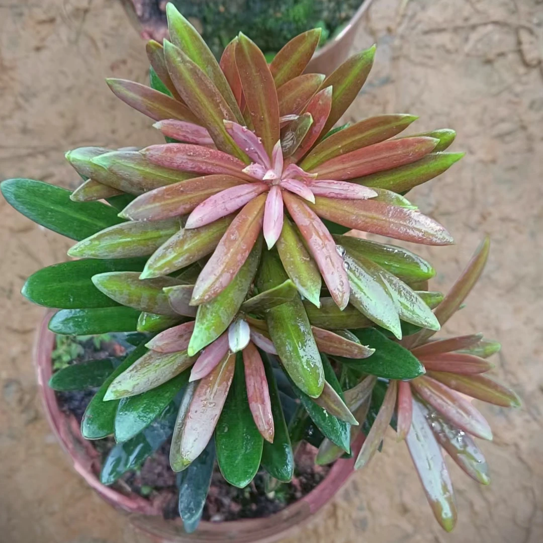 海岛罗汉松紫金松小苗【高度15-20cm】可盆栽观赏造型