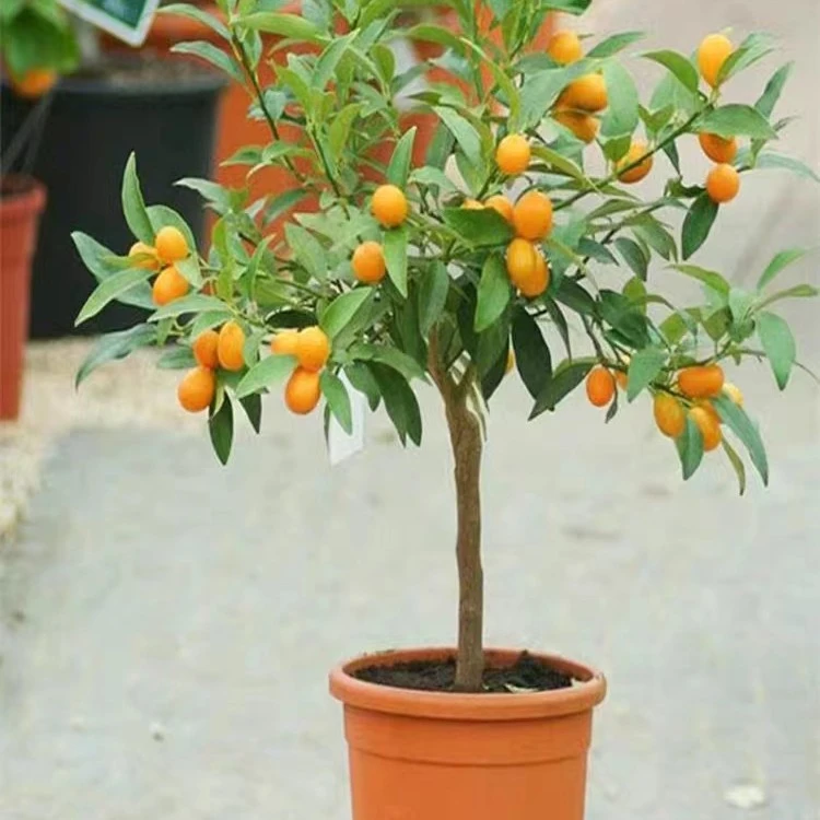 金桔树盆栽带果带土球发货脆皮金桔苗食用金橘子树苗室内阳台种植