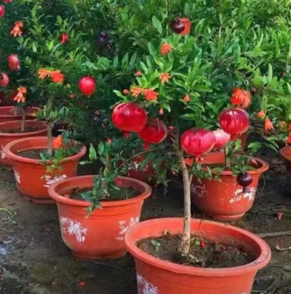 盆栽盆景桩一物一拍