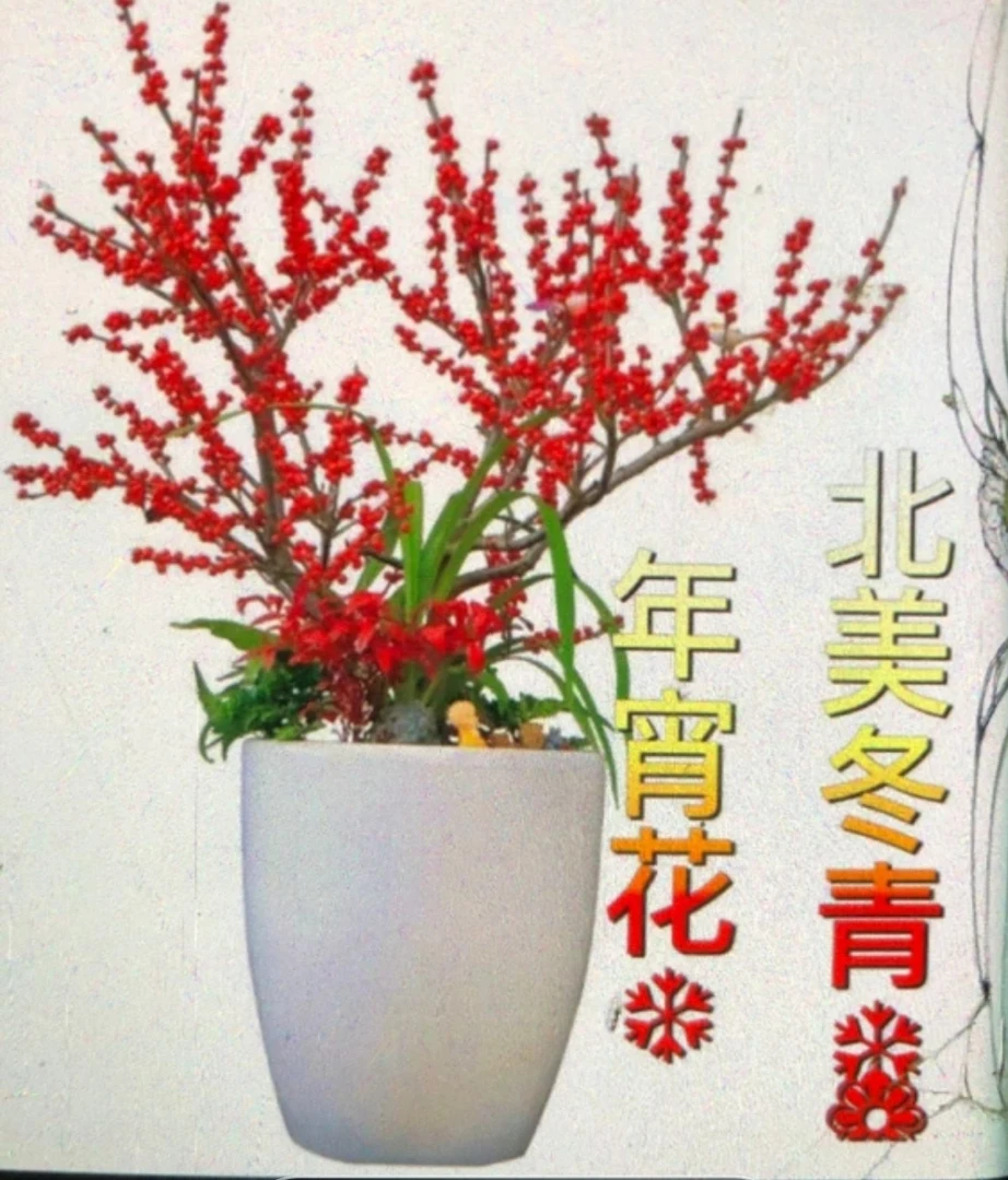 北美冬青阳台庭院种植一物一拍