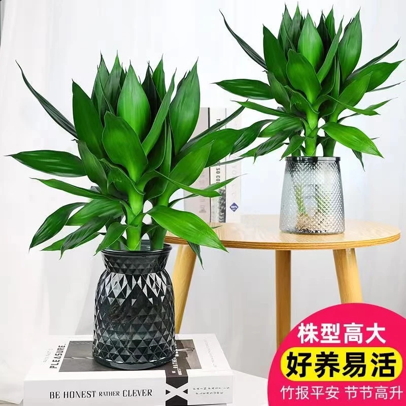 【买一送一】富贵竹水培室内绿植办公室植物客厅转运竹粗枝植物盆栽