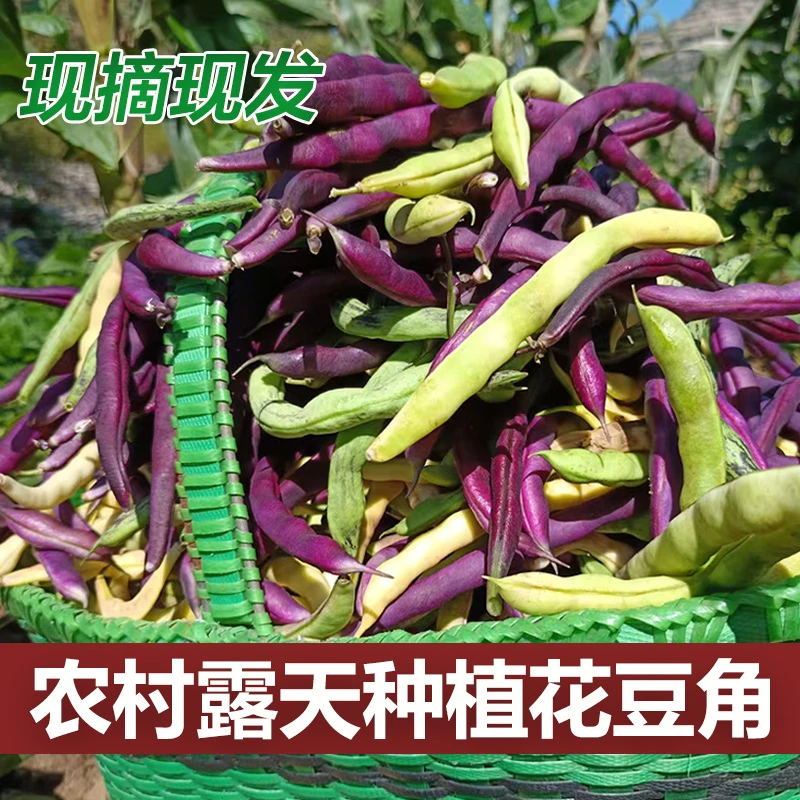 农家自种花豆角露天种植老品种豆角太行山梯田旱地秋豆角