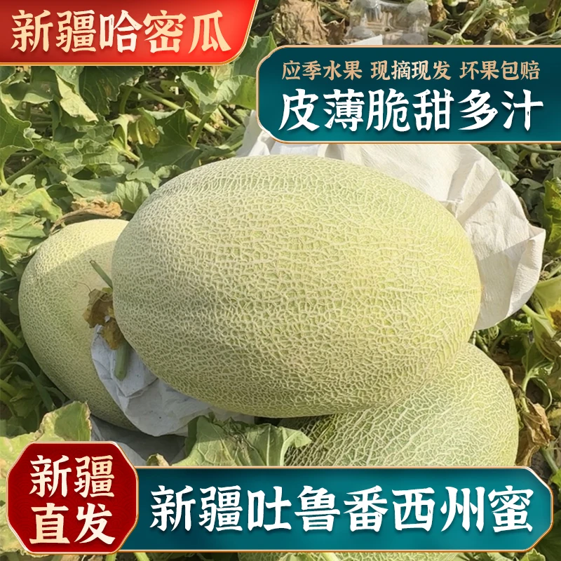 [韩炬甄选]新疆吐鲁番哈密瓜西州蜜皮薄新鲜哈密瓜8到9斤装2个果