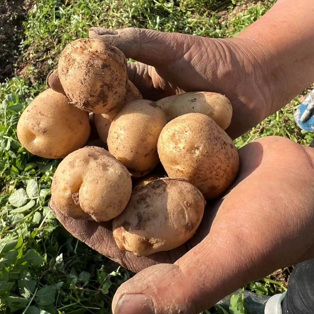 [韩炬甄选]湖北恩施小土豆现挖黄心土豆自种蔬菜马铃薯净重5斤