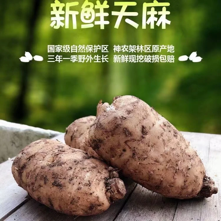 云南昭通小草坝新鲜乌天麻