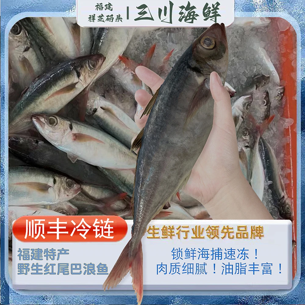 新鲜红尾巴浪鱼深海鲜活活冻竹荚鱼福建海捕海鲜5斤冷链包邮