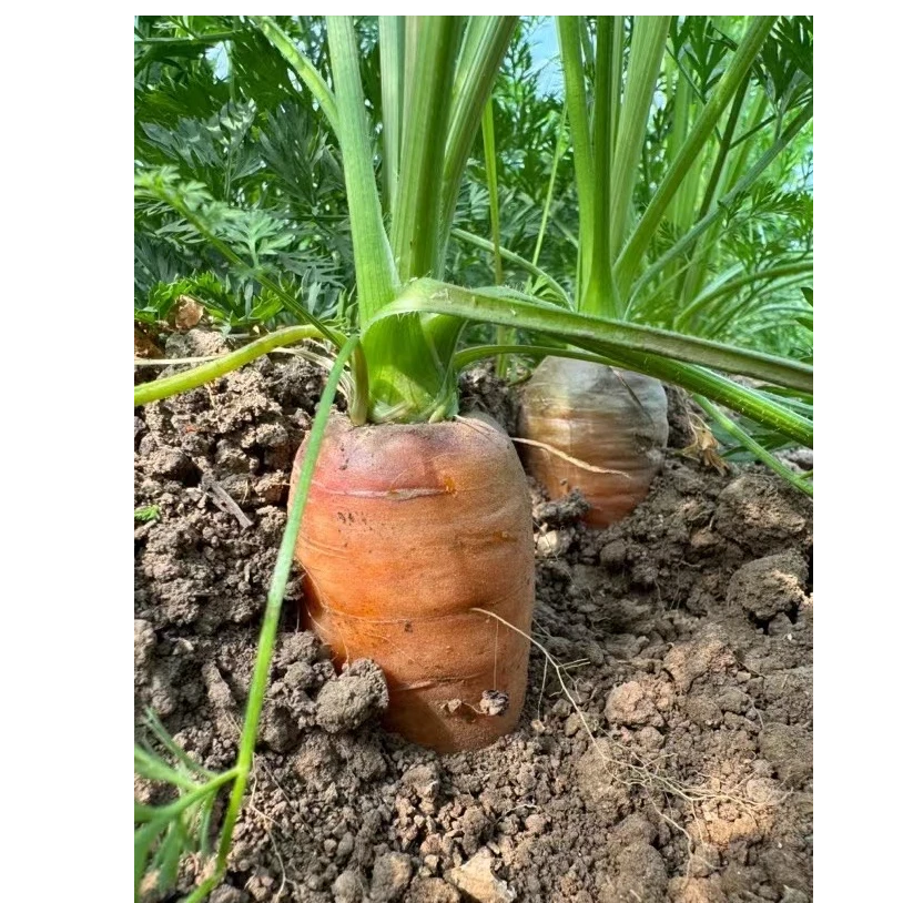 北京平谷原生态无农药无化肥水果脆甜胡萝卜3斤/5斤