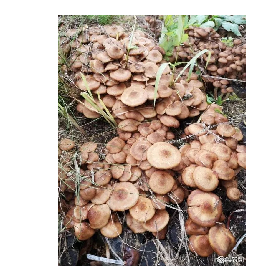 助农 东北特产野生榛蘑250克/袋