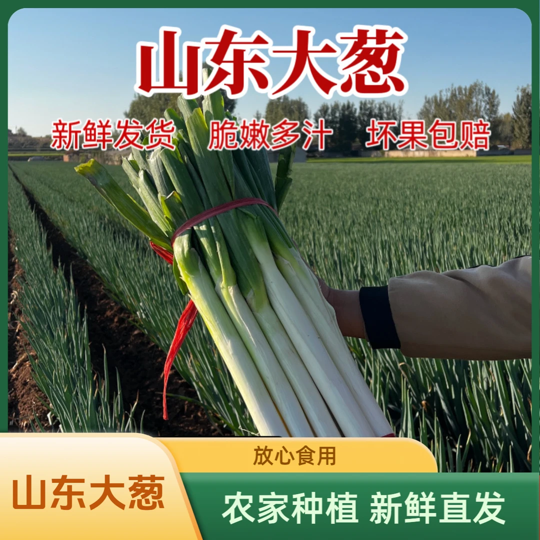 山东铁杆大葱，新鲜产地直发，吃的更放心