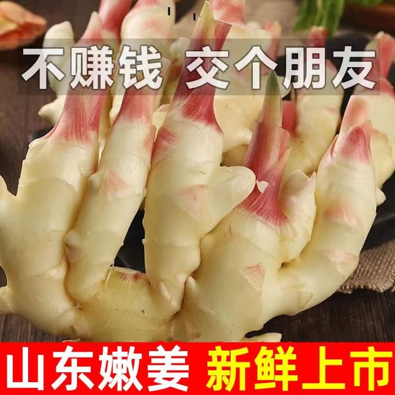 新鲜红芽嫩仔姜现挖现发产地直供时令蔬菜