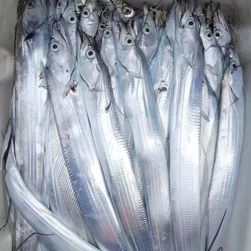 连云港发货 钓带鱼整条400-500g/条 新鲜海带鱼 到手6条