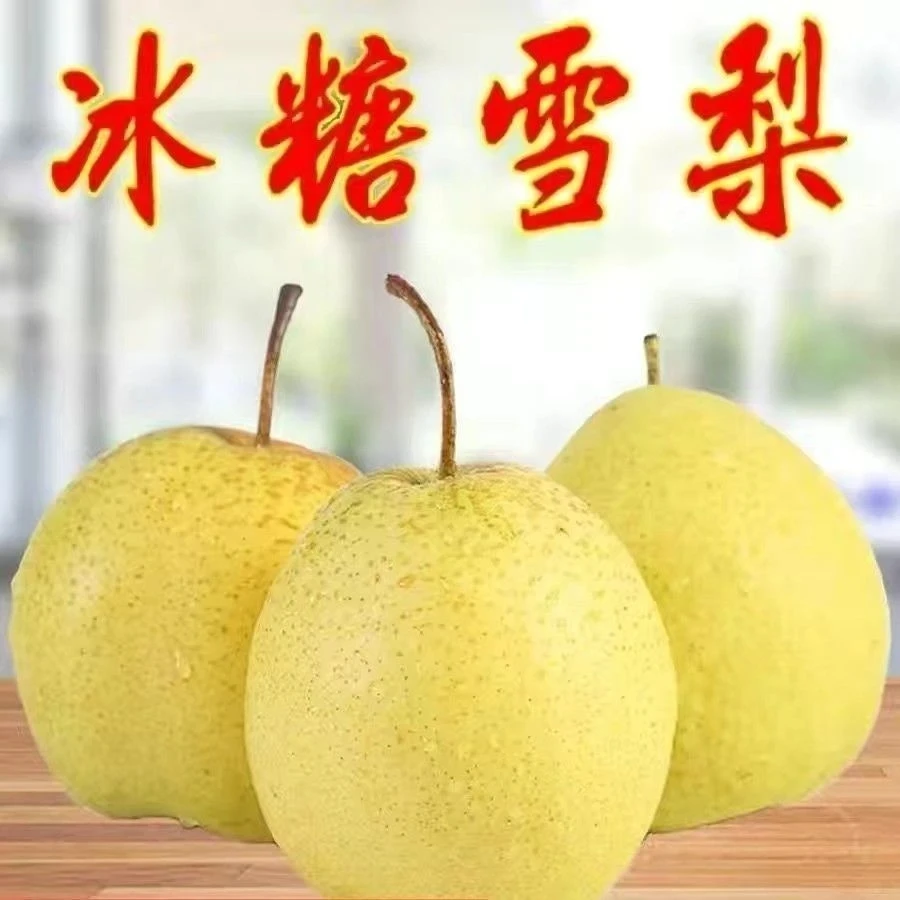 山西雪花梨冰糖雪梨9.5斤 当季大梨 脆甜汁水香甜（部分有些瑕疵）