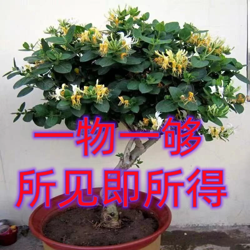 各种花卉绿植南北种庭院阳台种植一物一拍所见既所得