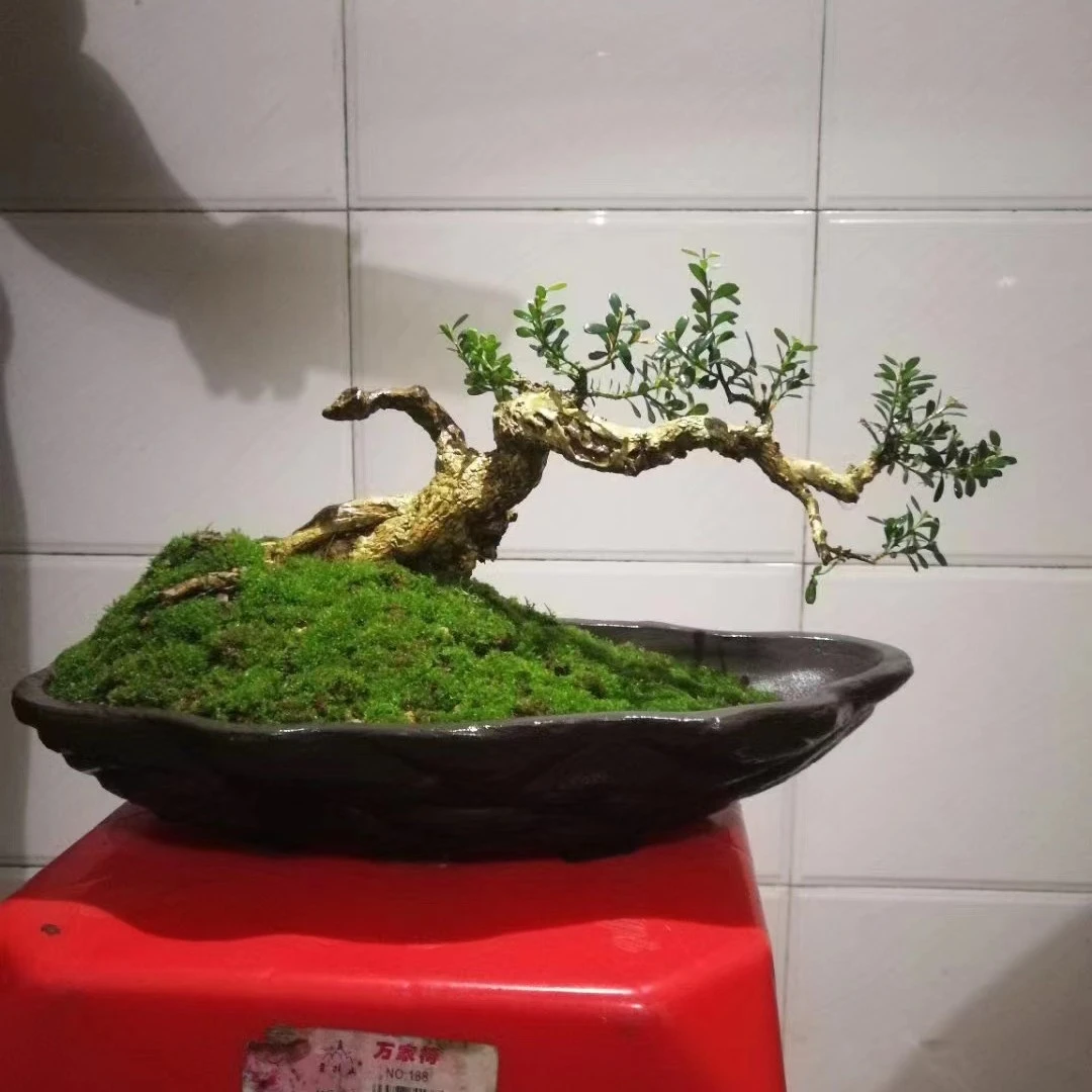 雀舌黄杨艺术盆景 一物一拍 直播专用