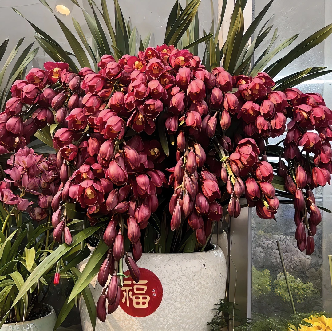 【大红袍精品拱兰】年宵花首选，易养大花惠兰，鲜花年卡
