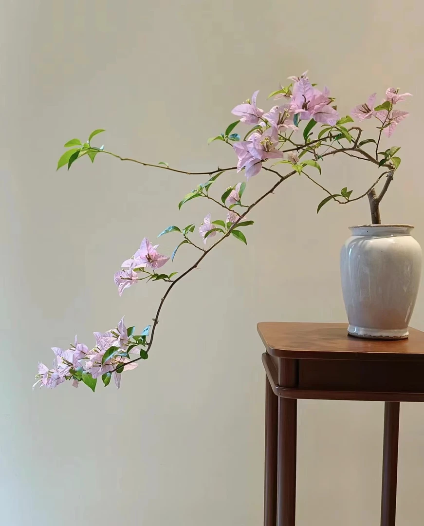 新【彩色三角梅】1加仑盆室内室外种植好养易活爬藤盆栽花卉--双盆