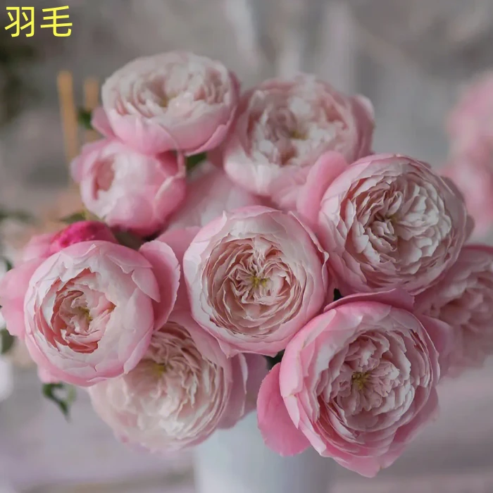 羽毛月季花中苗地载盆栽阳台庭园四季多季节开