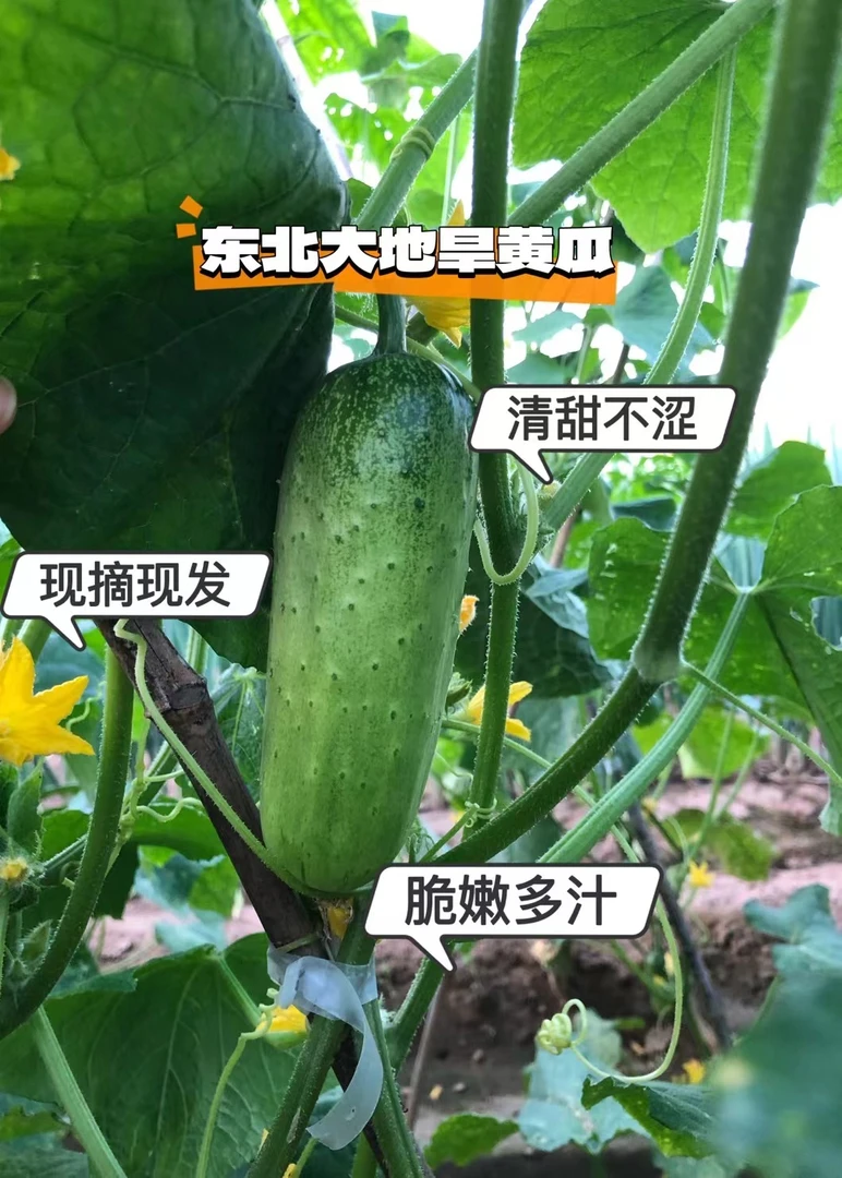 【小马家三亩田】露天陆地旱黄瓜脆嫩清甜多汁现摘现发