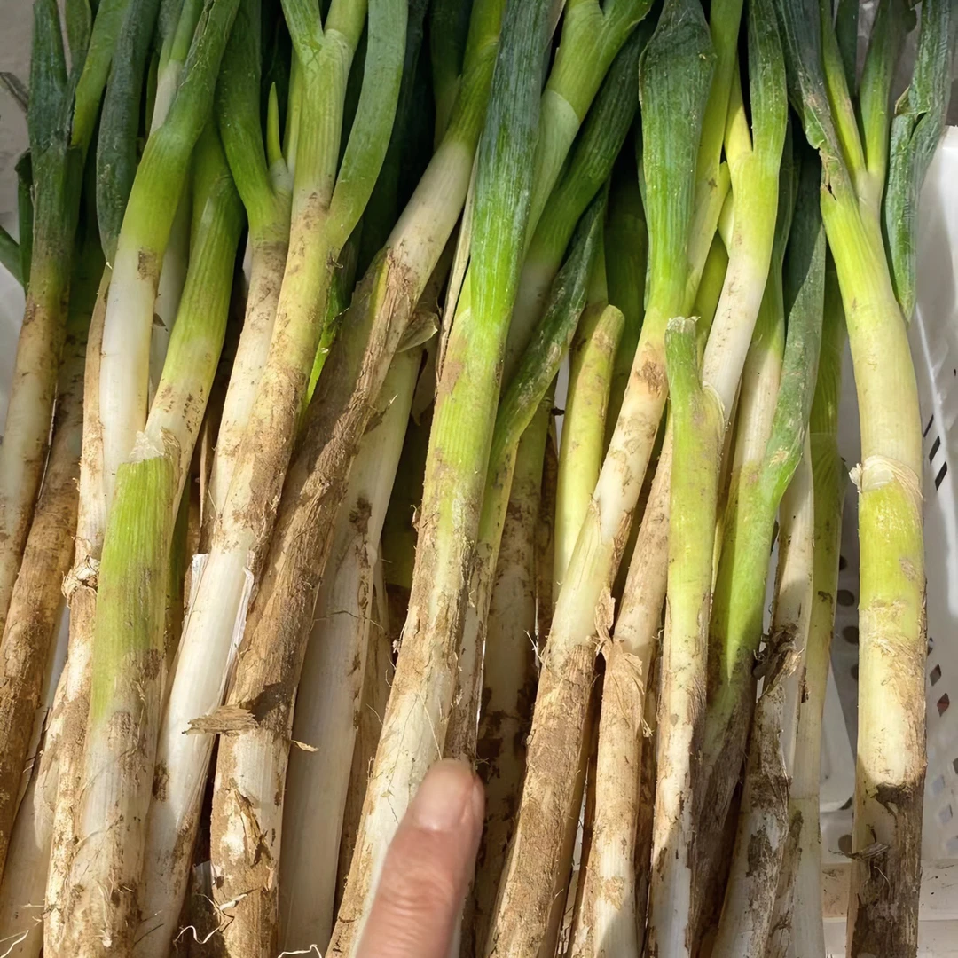 （小香葱）小拇指粗细山东铁杆大葱现挖现发新鲜蔬菜5斤装