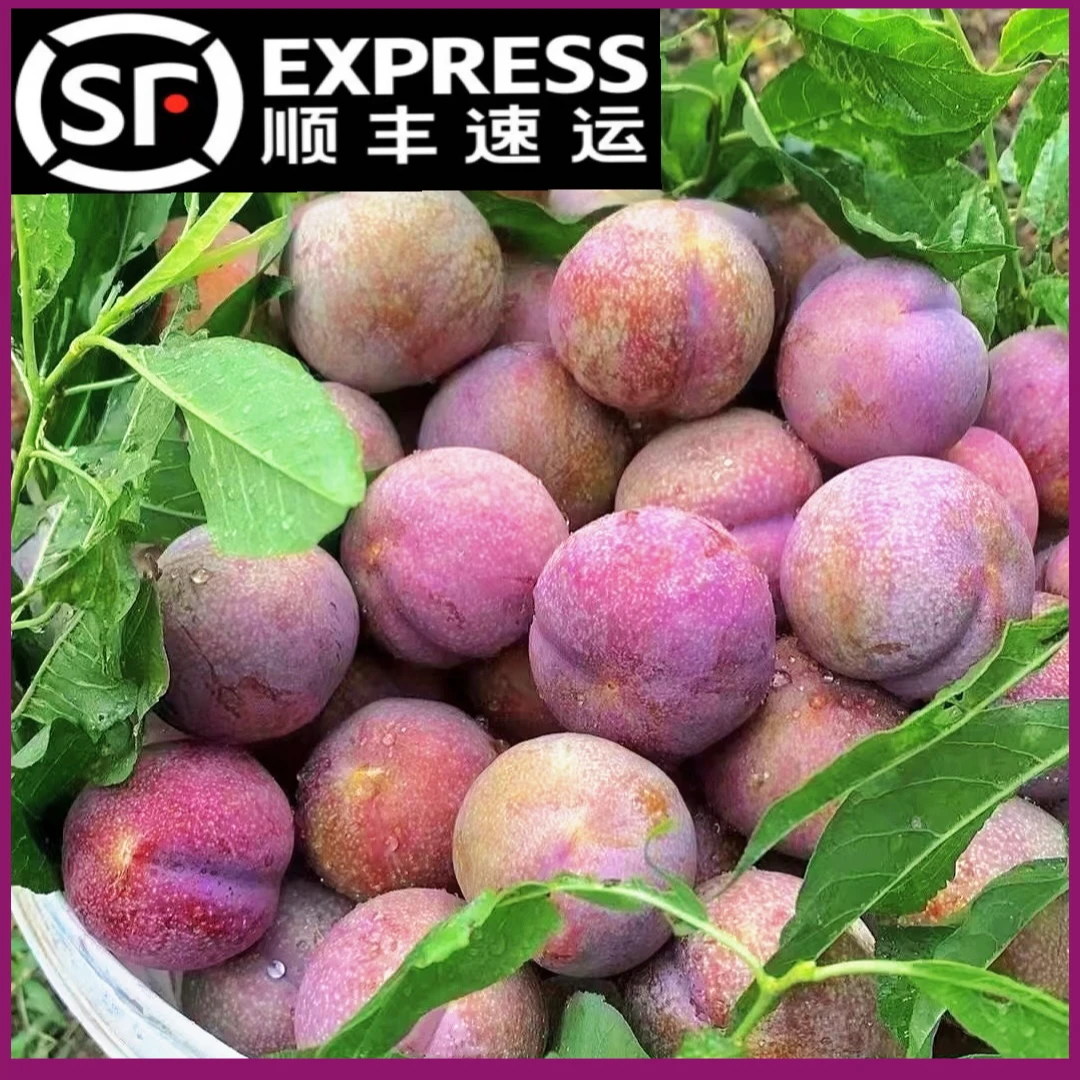（S精品特大果)新鲜采摘李子正宗钱排红心三华李2斤起（送辣椒盐）T
