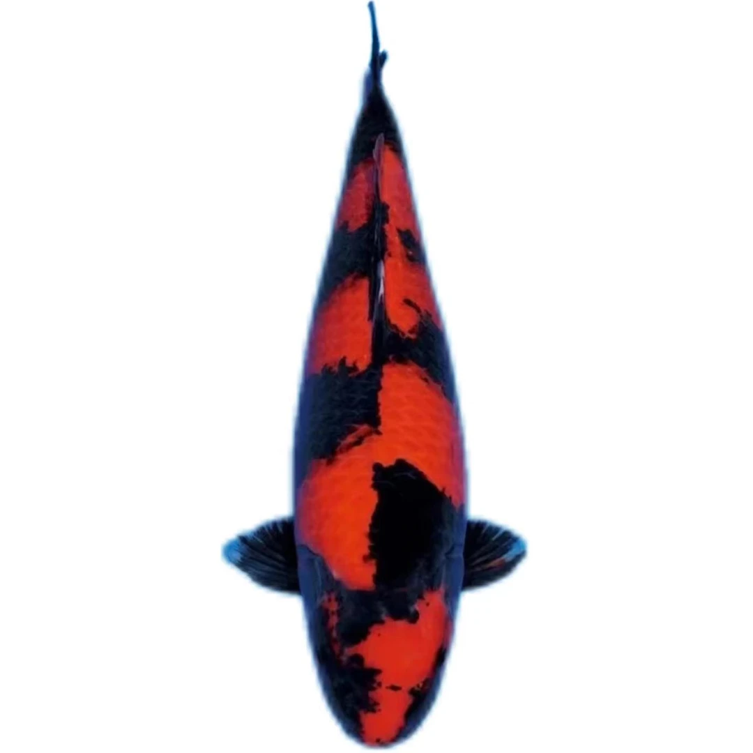 （御锦鲤旗舰）绯写锦鲤观赏鱼进口血统精品留养级别活体发货锦鲤鱼