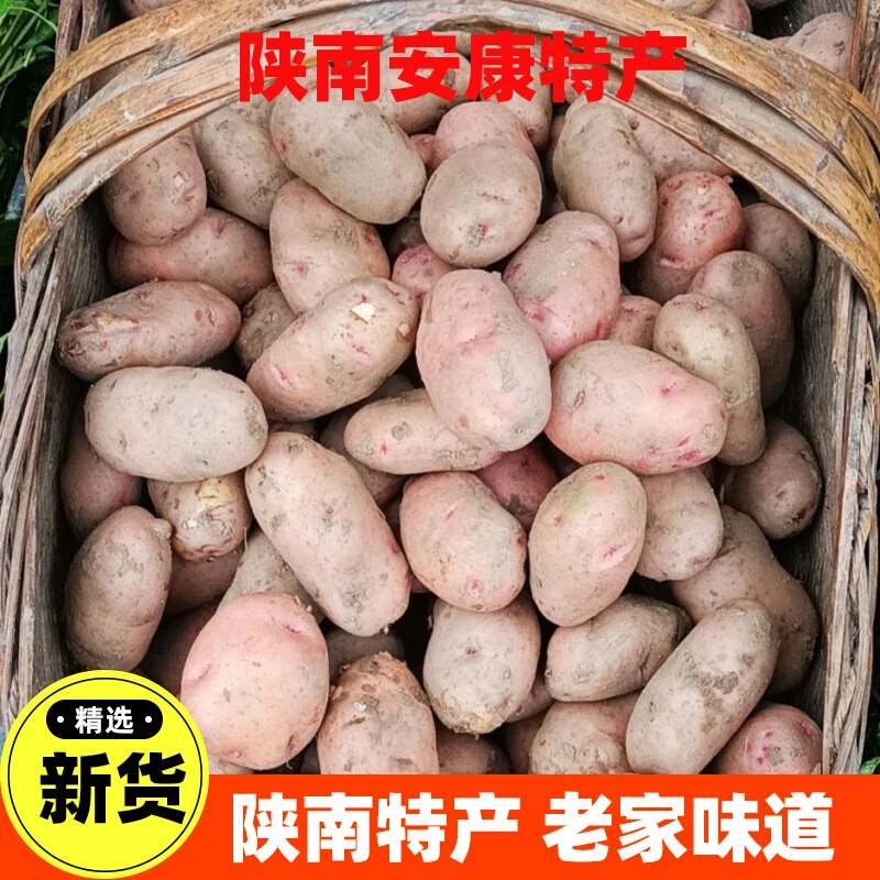 陕南安康老品种红皮现挖洋芋新鲜土豆石泉紫阳汉阴黄心马铃薯3斤