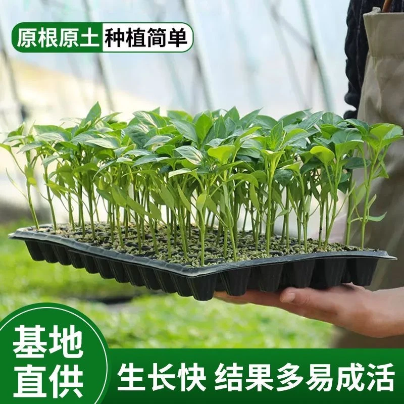 正宗高品质螺丝椒苗阳台庭院螺丝椒盆栽小米辣苗指天椒苗牛角椒苗