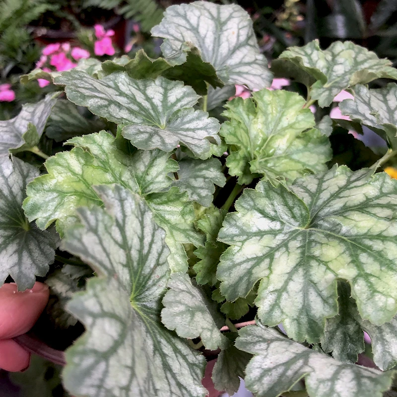 矾根盆栽耐寒观叶植物室内室外庭院阳台绿植