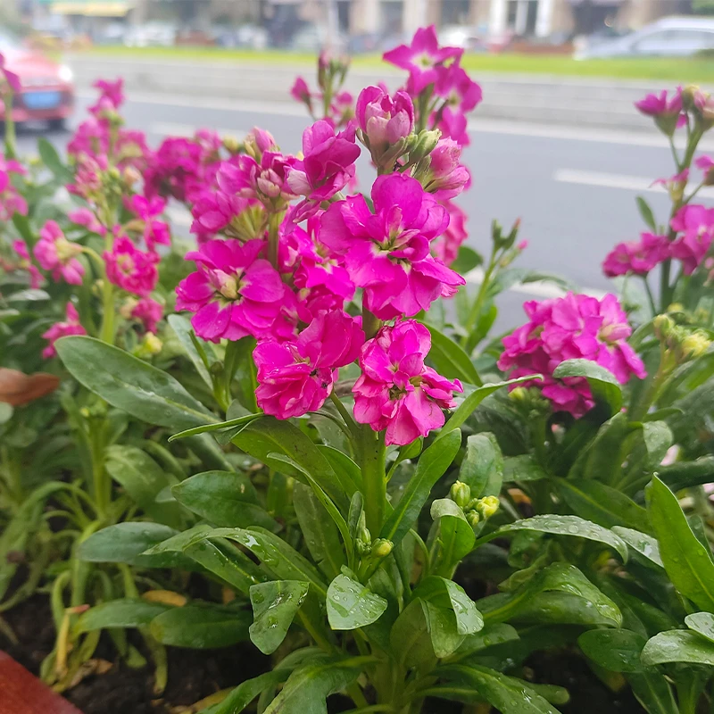 矮生紫罗兰盆栽花期长庭院阳台开花植物