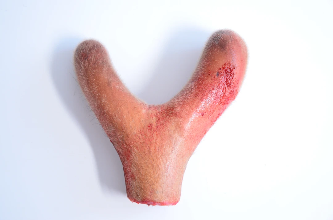 beilutang/北鹿堂 【柏1】新鲜整枝鹿茸选品实物以直播间为主