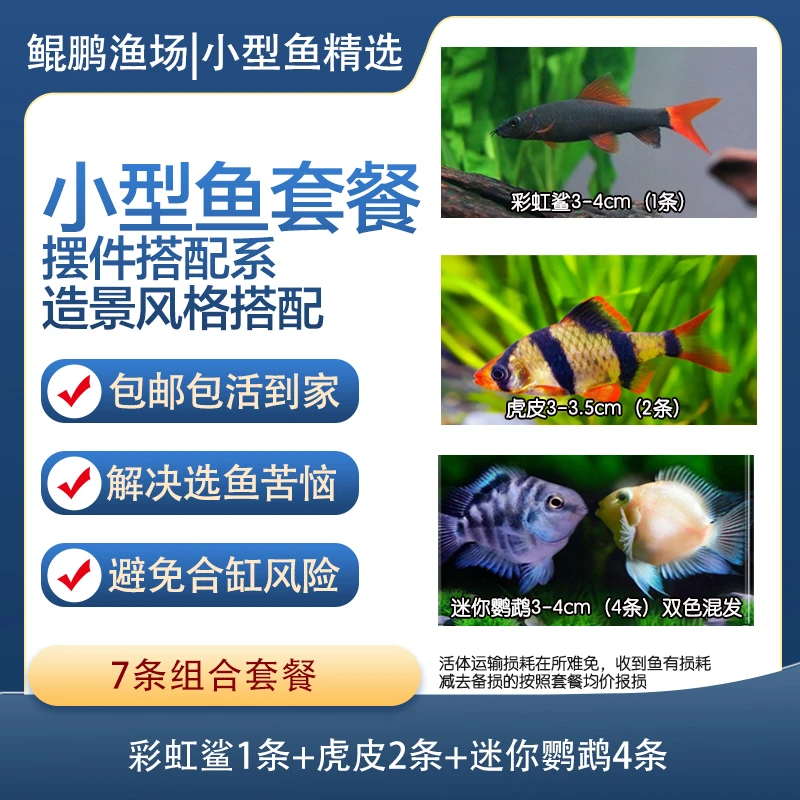 小型热带鱼组合新手套餐【摆件缸】彩虹鲨+虎皮+迷你鹦鹉