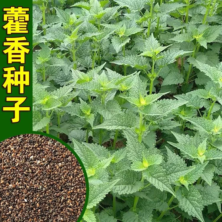 新鲜藿香种子食用藿香盆栽原土霍香苗五香叶鱼香种子阳台庭院蔬菜