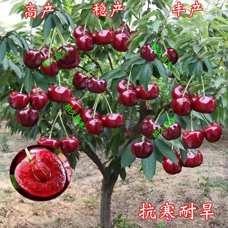 双季矮化种植树苗车厘子特大樱桃当年盆栽地栽南方北方结果种植苗