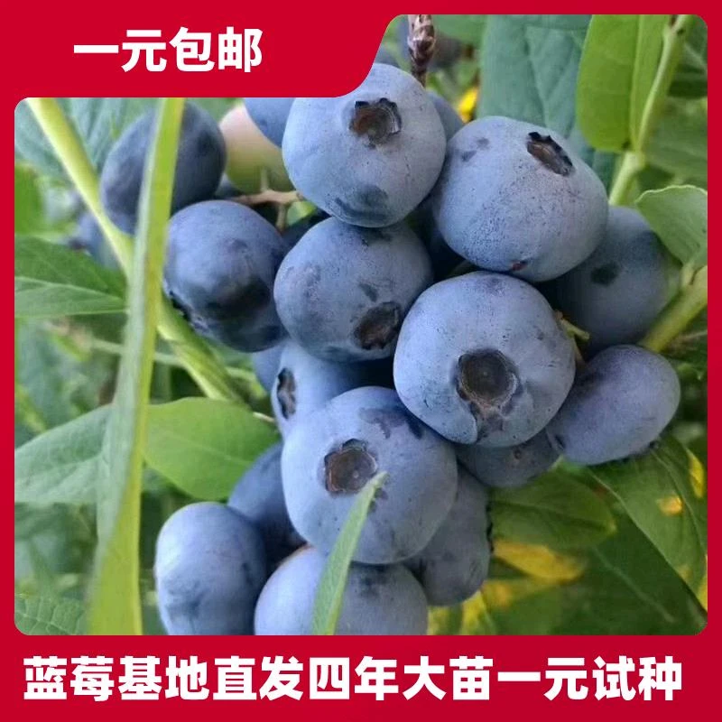 优瑞卡蓝莓树果苗蓝莓苗盆栽地栽果苗带大果南北方种植苗绿宝石
