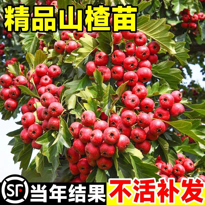 山楂树活苗大金星甜红子山楂树苗嫁接果树苗庭院盆地栽南北方种植