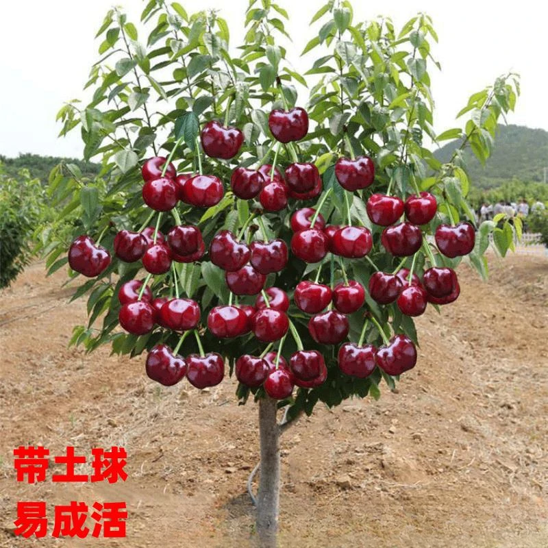 车厘子树苗樱桃树苖南方北方种植盆栽庭院果树矮化樱桃树大樱桃苗