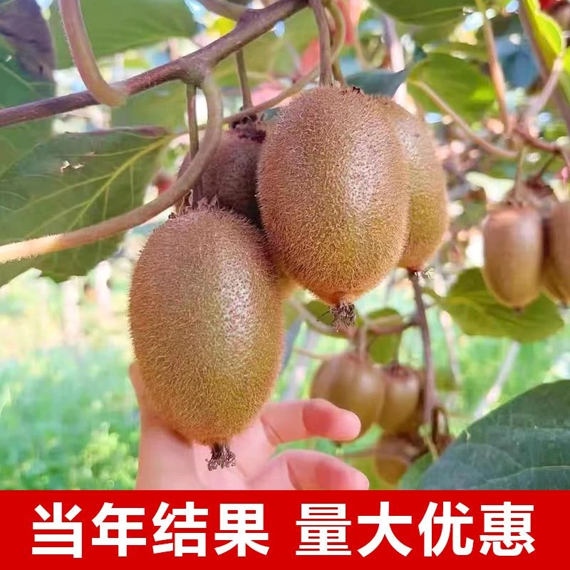 红心猕猴桃树果苗徐香软枣猕猴桃树苗当年结果南北方种植嫁接果树