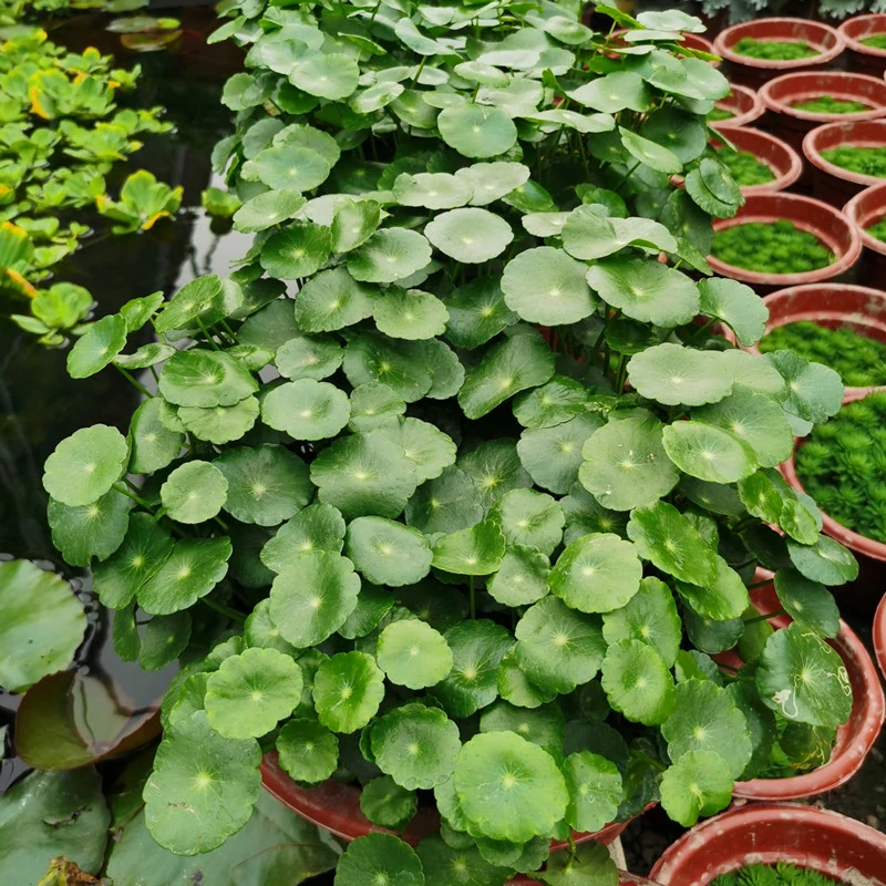铜钱草 水培水生绿植 水缸水池搭配造景常绿观叶植物好养花卉