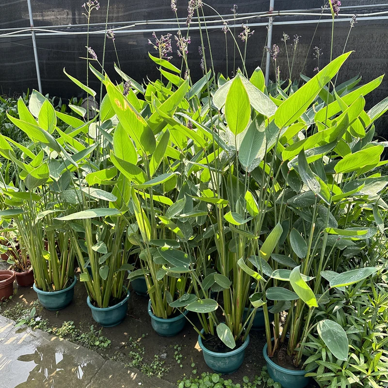 再力花水生水培植物公园池塘别墅水池鱼池水养观赏花卉净化水质花