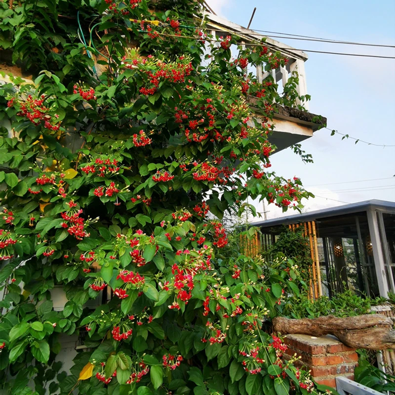爬藤植物 使君子 开花浓香夏季庭院室外拱门架子攀爬花卉盆栽地栽