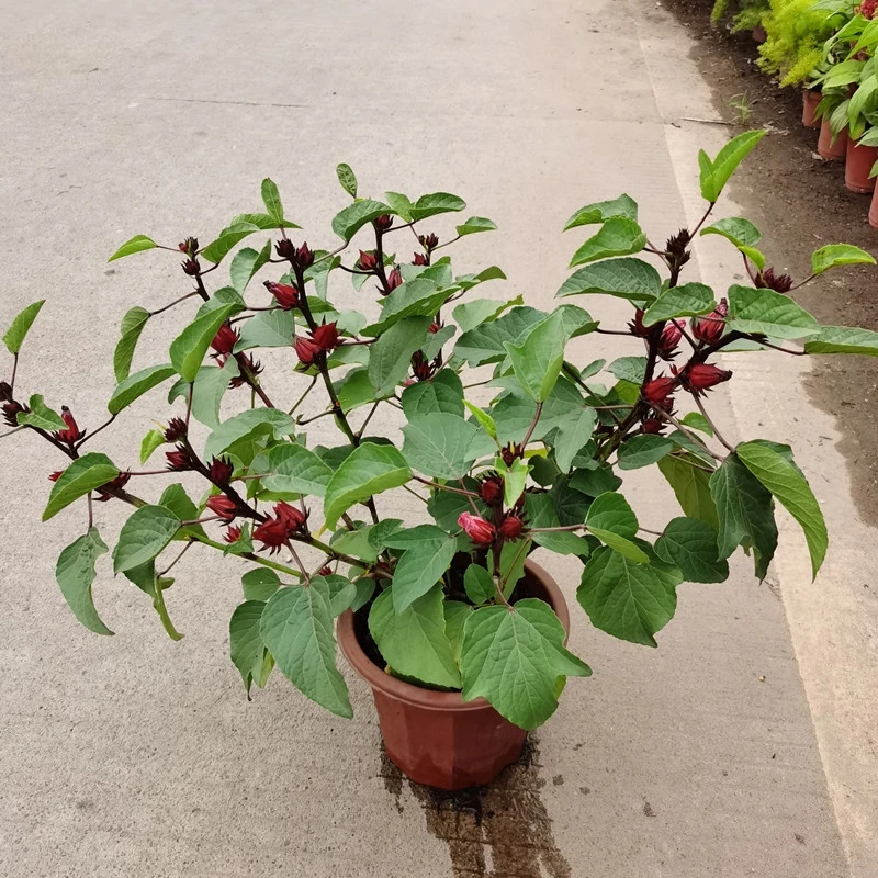 红头K 玫瑰茄 带花苞可泡茶盆栽花苗庭院阳台喜阳花卉植物好养花