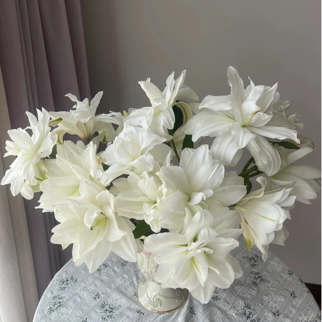 【昆云花园】多头白莲花重瓣百合