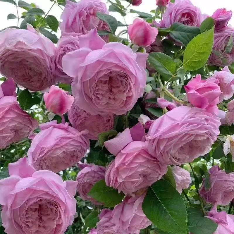 自由精神藤本爬藤爬墙植物蔷薇月季花苗玫瑰花卉四季庭院绿植盆栽