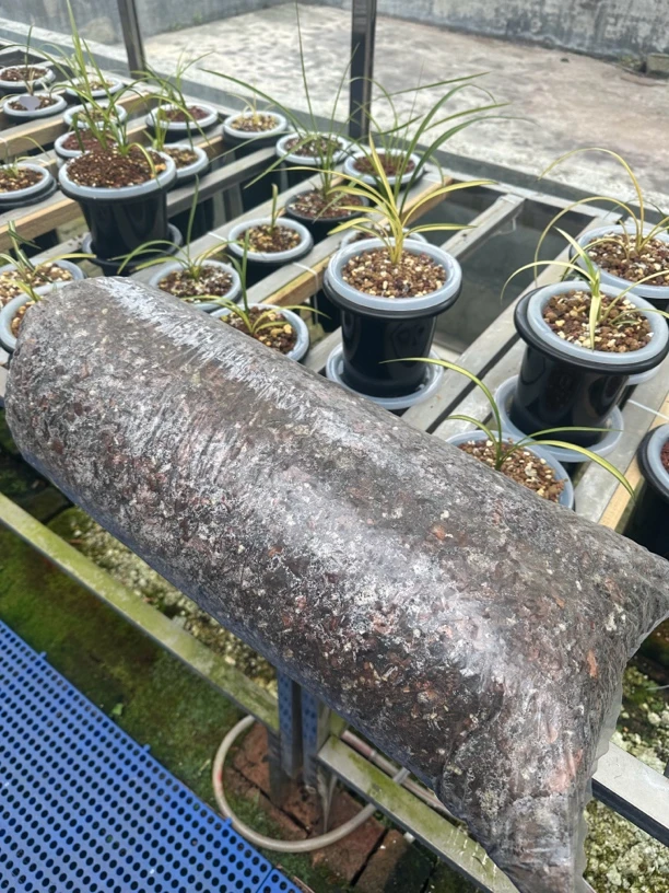 楼台艺草植料（植料不是植物）