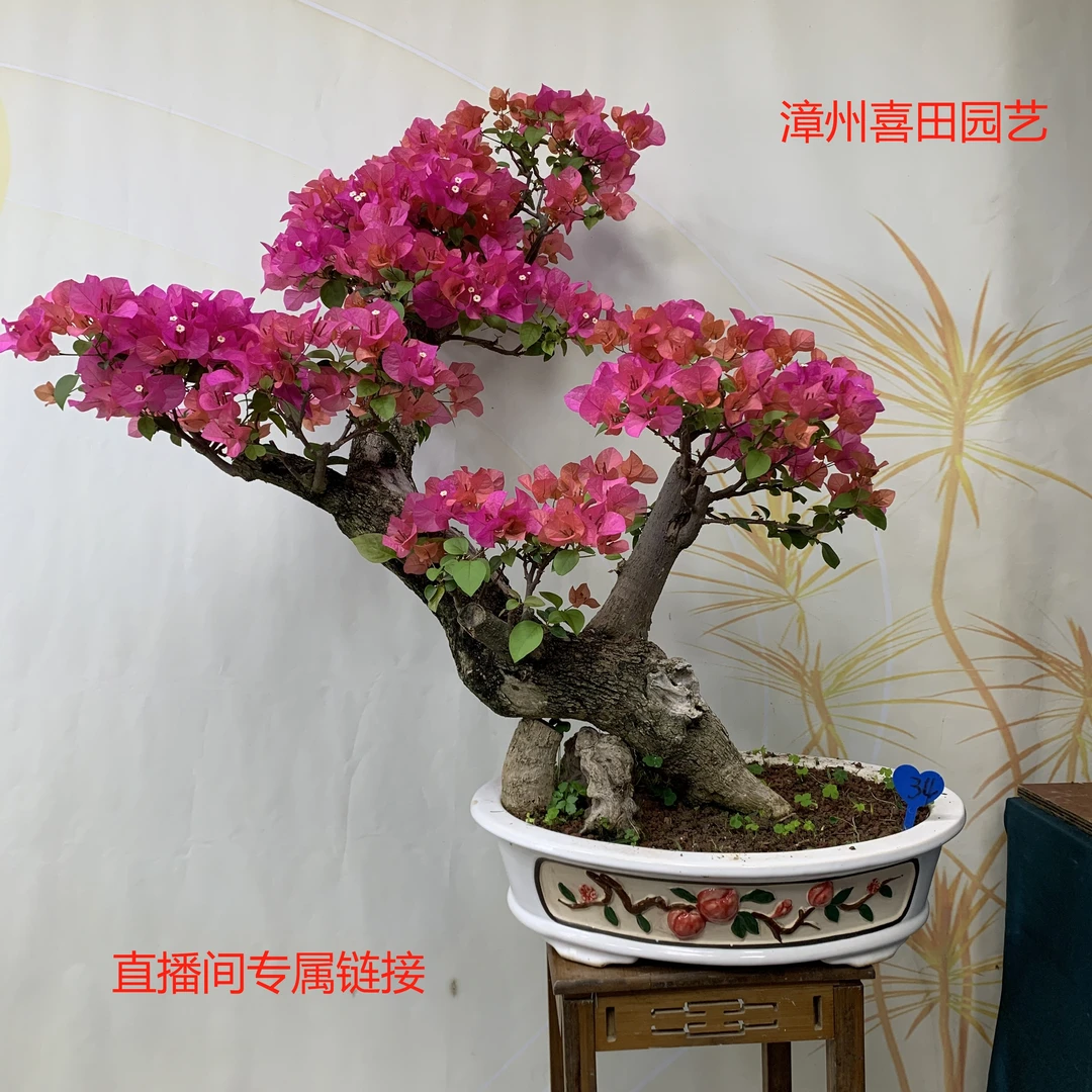 老桩三角梅各种造型品种多基地直发（一物一拍）